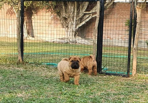 Cachorros Sharpei 100% Puros