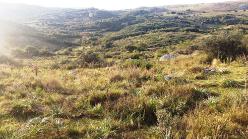 Imagen 23 de 30 de Campo 142 Hectareas Ganadero Forestal Lavalleja
