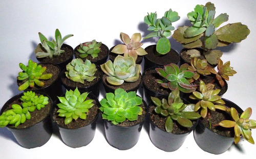 Suculentas Médias - 10 Mudas Variadas-vaso 6cm- Só Sedex