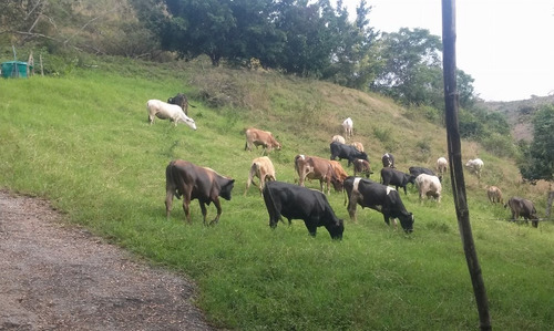 En Venta Finca Ideal Para Ganadería, Cría De Caballos Entre Otras Actividades.