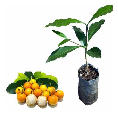 Kit 2 Muda Bacupari - Garcinia Gardneriana Fruta Exótica