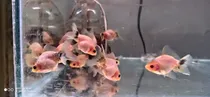 Comprar Peces Bailarinas Tipo Thai