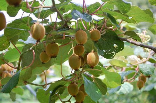 Carapiá Ervas Secas 100 Gr