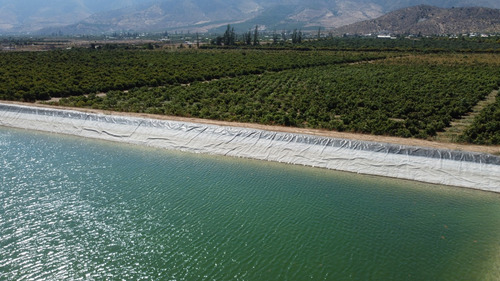 Campo De Paltos En Producción. Riego Y Tranque