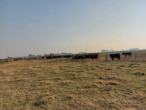 Imagen 2 de 11 de Chacra De 18 Hectareas En Saladillo Sobre Ruta 205
