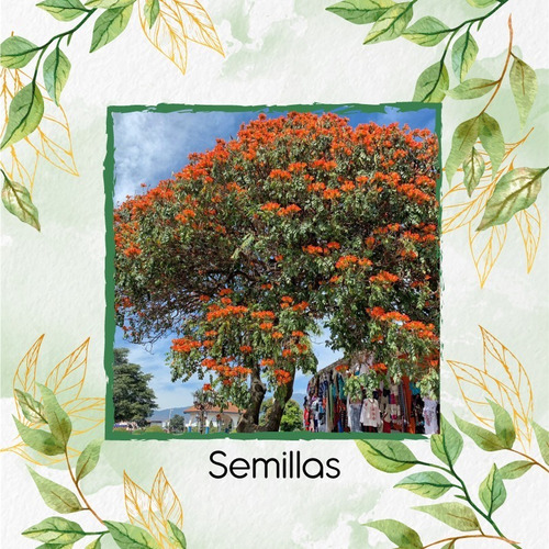 150 Semillas De Árbol De La Fontana