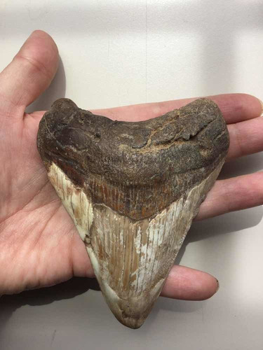 Enorme Diente De Megalodón (tiburón Prehistórico) Fósil Real (Usado)