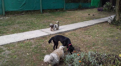 Imagen 9 de 10 de Guardería Canina Zona Sur