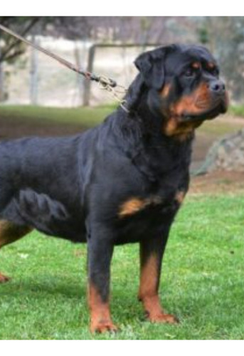 Rottweiler Machos Y Hembras Disponibles 