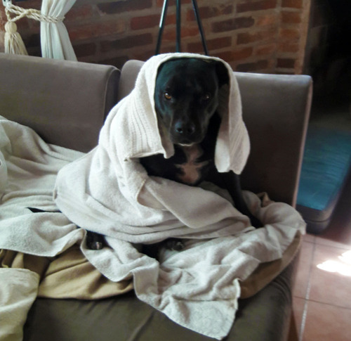 Paseos De Perros Educacion Canina Cuidado A Domicilio Baños
