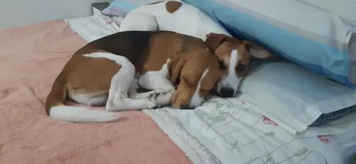 Hola,.!! Soy Un Beagle Y Busco Novia..