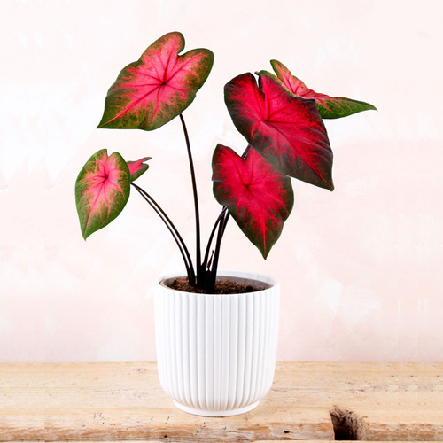 Dos Hoyas Y Un Caladium Rojo
