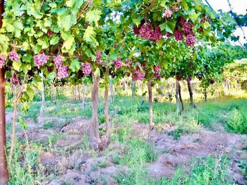 Greenwood Vende Inmaculada Finca En El Departamento De San Martin, Tres Porteña.
