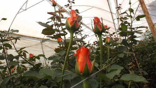 Humus De Lombriz, Abono Organico Para Cespet, Plantas. 5kg.