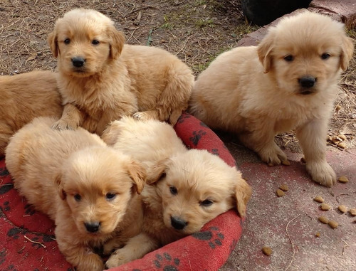 Imagen 1 de 5 de Cachorros Golden Puros Machos   Entrega En El Día.