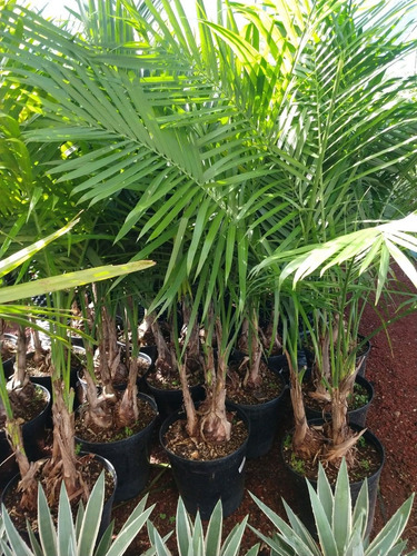 Palma, Palmera Mascareña Verde Gaussia Gomezpompae 3 Cabezas