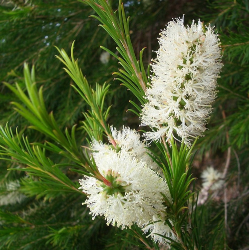 200 Sementes Melaleuca Verdadeira Alternifolia Tea Tree Oil
