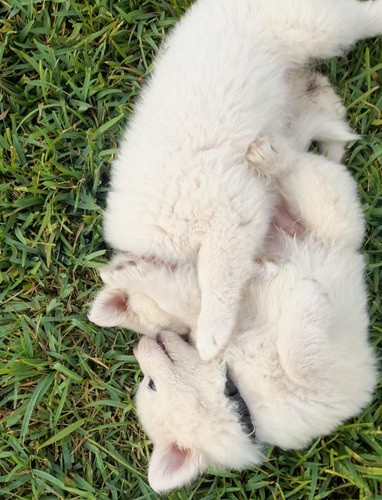 Cachorros Samoyedo