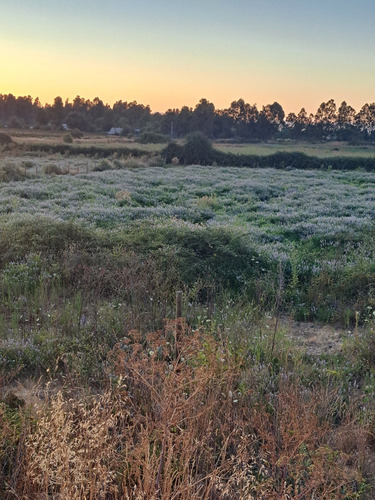 Parcela 5000m2 En Teno