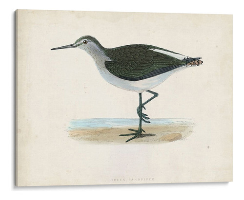 Canvas Lab Cuadro Morris Sandpiper Vi 100x75, Morris
