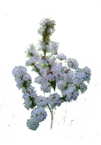Callisia Fragans Esqueje Para Plantar