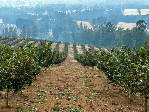 Excelente Campo De 160 Has / Cuarta Faja Gorbea