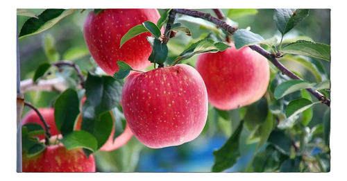Aceite Curar Arboles Frutales Insecticida Acaricida Alto Ren
