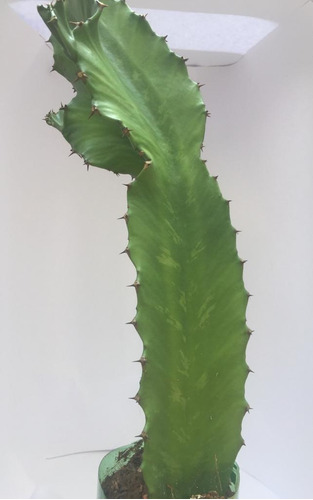 Euphorbia Ingens - Cacto Candelabro | Parcelamento sem juros