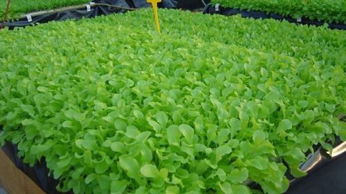 Imagen 2 de 3 de Semillas Rúcula X Sobre Huerta En Casa