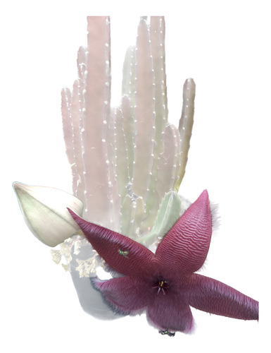 Planta De Cactus Sin Espinas