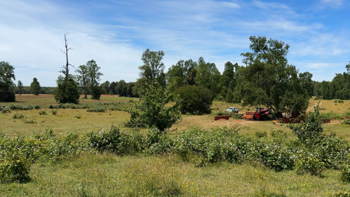 Campo En Venta En Cañitas, Los Muermos, Región De Los Lagos