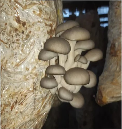 Micelio Hongo Seta Gris Semilla Pleurotus Ostreatus 6kg