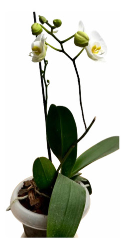 Orquídea Natural Color Blanco..