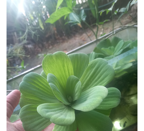 Plantas Para Pecera Acuarios ( Lechuga De Agua O Repollito) 