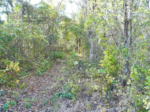Imagen 6 de 11 de Terreno En Venta 1200 Hectareas Tekax, Yucatán. Ctv16.