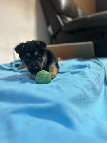 Perros Ovejeros Alemanes