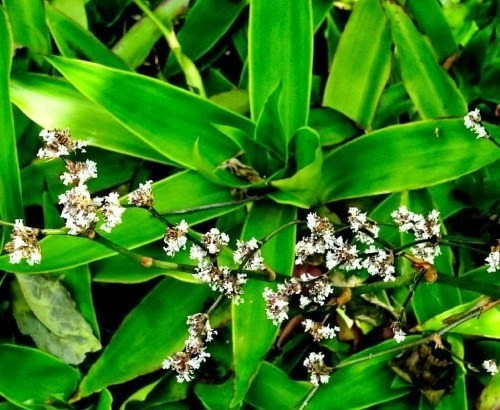 Imagen 6 de 7 de Callisia Fragrans Planta Medicinal Canasta Cesta Cadena