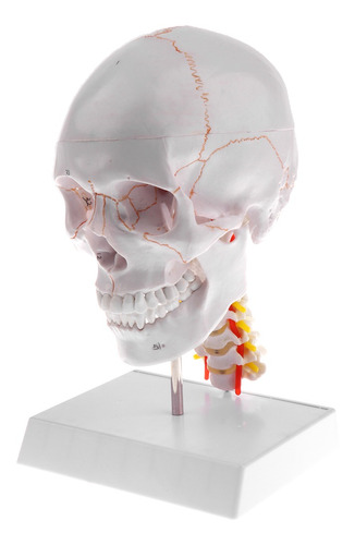 Modelo Anatómico De Cráneo Humano Con Cuello Con Base De