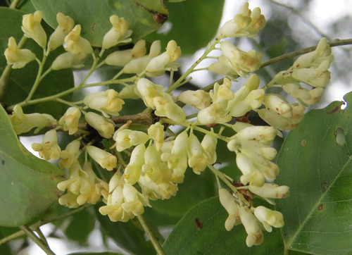 Dalbergia Latifolia Palisandro Negro India Oriental Kala