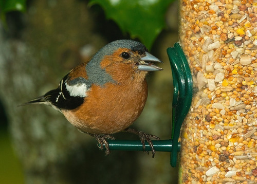 Imagen 5 de 7 de Mijo Para Aves Pajaros Alimento Semilla 25kg Bolson Criadero