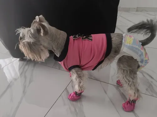 Zapato Impermeable Para Perro