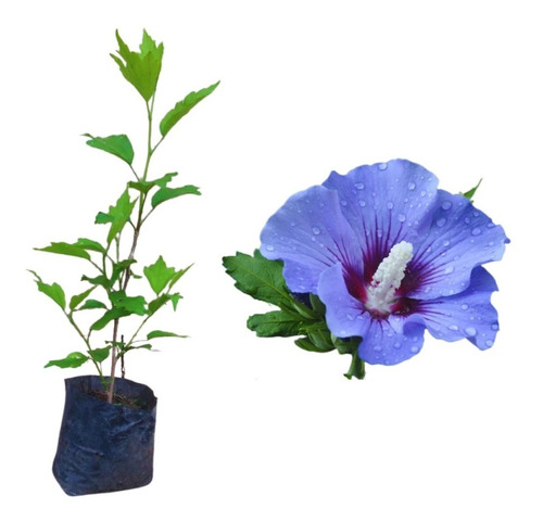 Hibisco Roxo - 1 Muda 