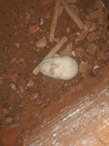 Animais Exótico - Coelho Nova Zelândia
