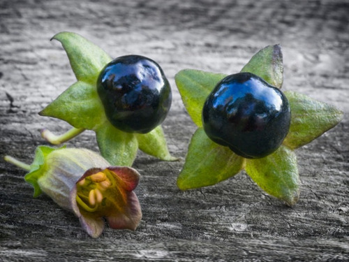 Flor Beladona Atropa Belladonna Sementes P Muda Frete Rápido