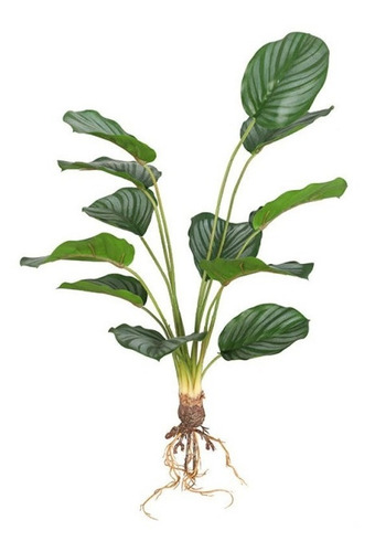 Planta Hoja De Tortuga Artificial Con Raíz, En Tacto Natural