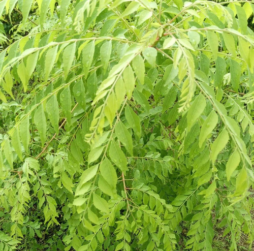 100 Gr. Hoja De Curry / Alta Calidad Para Chefs / Ndb Sazon