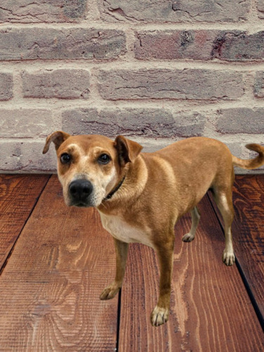 Serena, Hiper Cariñosa, Gordita, 5 Añitos, Compañerita Ideal