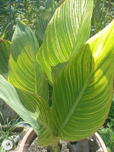 Plantas Achira Hojas Rayadas Exótica