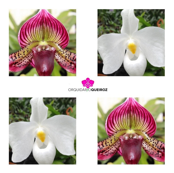 Orquidia Paphiopedilum Alba E Vermelho (sapatinho) | Parcelamento sem juros