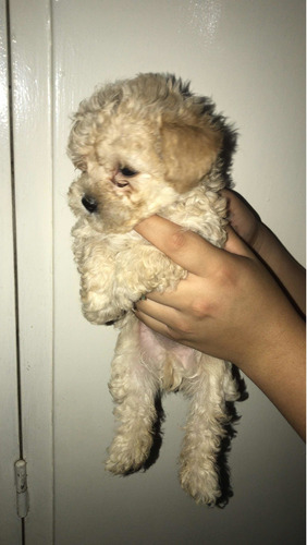 Imagen 1 de 3 de Cachorros Poddle Pequeño